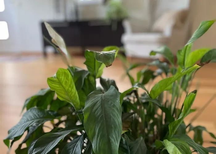 Spacieux Proche De Morges Et Lausanne アパート *